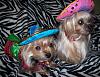 Happy Cinco de Mayo from Dolly & Teena-101_5325.jpg