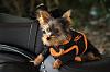 Piccolo the Biker Dawg-piccolo13small.jpg