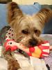 Post your Yorkies favorite toy.-111-1-.jpg