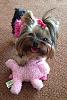 Post your Yorkies favorite toy.-10341468_10202202661691527_5919369528195891542_n.jpg