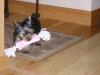 Play and fun pictures-new-pup-051-small-.jpg