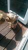 this is my yorkies masie and chico-10458019_10204089654586389_7022771073230994280_n.jpg