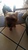 this is my yorkies masie and chico-10464203_10204089655146403_7695673410210002612_n.jpg