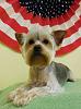 Bella's July 4 photoshoot at groomer's.-bella-fourth.jpg