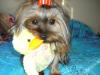 Play and fun pictures-caliandme-037-600-x-450-duck.jpg