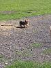 New day at the dog park-10489878_727182714005616_3891791887037742295_n.jpg