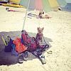 Jackson camping in style, on the beach!-10487195_10154291447670319_4071997162006840972_n.jpg