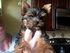 8 week old Chester , just came home 2 days ago !-2014-06-22-14.53.22.jpg