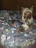 Piccolo and Piper love their new Cloud 9 Bed-picandpipercloud9small.jpg