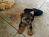 8 week old Chester , just came home 2 days ago !-chester-looks-away2.jpg