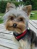 A cheshire cat grin on a Yorkshire Terrier-20140715_160318-450x600-375x500-.jpg