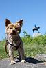 My little history buff dog-img_8049.jpg