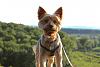 My little history buff dog-img_8178.jpg