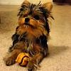 Our 9 month old Yorkie. Ddalgi Kim-915668_293617737487342_1562430202_n.jpg