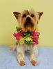 Bella's August 6 photoshoot at groomer's.-bella-grooming-8-6-2014.jpg