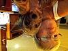 I'm in Love with My Yorkie!-image.jpg