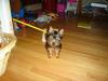 Finally Pictures of Snickers!!-snickers-3m-old...-resized-6.jpg