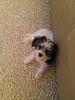 My little baby! Is she more yorkie or bichon?-1.jpg