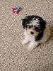 My little baby! Is she more yorkie or bichon?-2.jpg