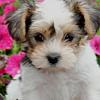 My little baby! Is she more yorkie or bichon?-image.jpg