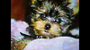 Pictures of spoiled Winnie! FINALLY!-screenshot_2014-08-16-15-55-39_resized.png