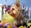 Post your Yorkie in flowers pictures!-r-teddy-athena-nc-005.jpg