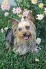 Post your Yorkie in flowers pictures!-moka5.jpg