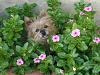 Post your Yorkie in flowers pictures!-35742937.jpg