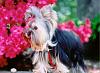 Post your Yorkie in flowers pictures!-image.jpg