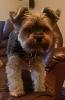 Jeter's first grooming!-imag0306_1.jpg