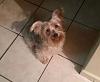 My new Biewer Yorkie Girl!-received_10204815275812302.jpeg