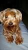 My new Biewer Yorkie Girl!-6056850676337630258.jpeg