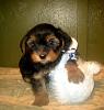 I'd like you to meet furbaby #2!-finley-gallant-7wks-old-1-20141019-204454381.jpg