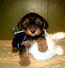 I'd like you to meet furbaby #2!-finley-gallant-7wks-old-3-20141019-204501788.jpg