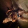 Officially introducing Toby the Tyrant- Prof. Sumo Yorkie-image.jpg