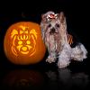 Lexie has a York-O-Lantern!!-_-lexie-halloween-striped-top1.jpg