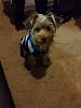 Domesticating the Sumo Yorkie-20141105_222817.jpg