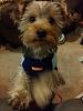 Domesticating the Sumo Yorkie-toby-sweater2.jpg