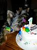 Colts Birthday-10419029_10201910553244052_4747021592455404520_n.jpg