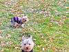 Off leash freedom-toby_smiles.jpg