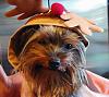 Chester getting ready for Christmas , 6-1/2 months old-chesterouttfittalk.jpg