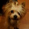 New to Yorkie Talk-bella-face-640x640-500x500-.jpg