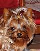 New to Yorkie Talk-dsc00239-504x640-394x500-.jpg