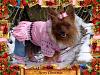 Merry Christmas YorkieTalk Friends!-image.jpg