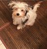 Update on my Yorkie bicho, she's almost 7 months now :)-image.jpg