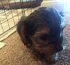 my 1st yorkie-img_6352.jpg