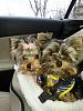 Colt and Bella Riding in the car.-bella-colt-carseat.jpg