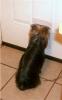 Wyatt loves his doggie door-cimg1711.jpg