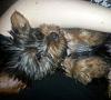 Let's see pictures of your sleeping babies!!!!-poppy-2.jpg