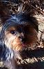 my 1st yorkie-image.jpg